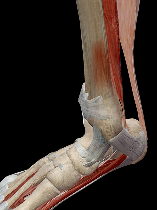 Hold On To Your Tibias The Anatomy And Causes Of Shin Splints 1533